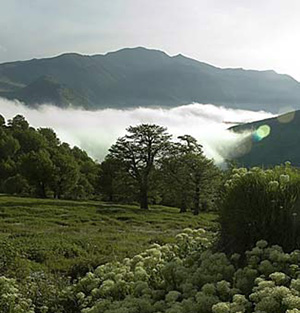 Forêt de nuage de Shahrud
